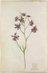 Delphinium ajacis, vers 1568